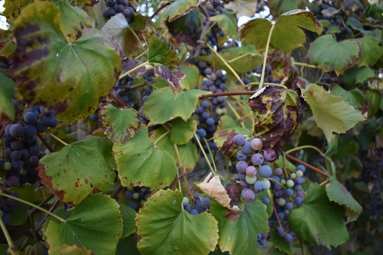 Odmor Za Dusu I Tijelo U Srcu Prirode Villa Aljmaš Buitenkant foto